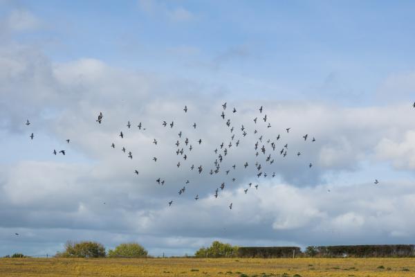 Changes To General Licences For Bird Control